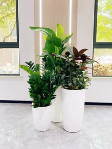 深挖宁波前湾花卉租摆方案，领略花卉新风采