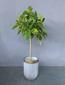 宁波镇海盆景租赁价格